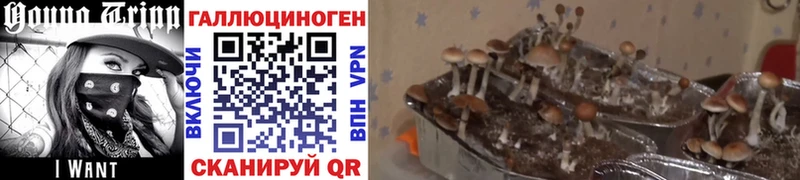 Галлюциногенные грибы Psilocybe  кракен рабочий сайт  Новое Девяткино  площадка официальный сайт  закладки 
